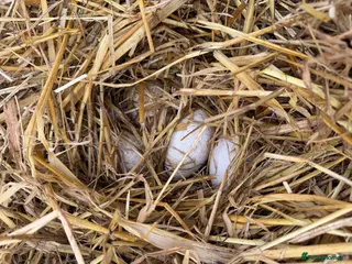 Geese poultry Hatching Eggs Embden Geese - Advert 1