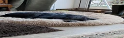 Lurcher dogs for sale: 6 month old female Lurcher  - Advert 11
