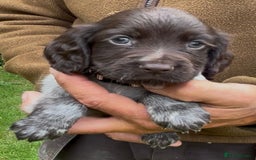 Cocker Spaniel dogs for sale: KC Reg Working Cocker spaniel puppies roan - Image 13