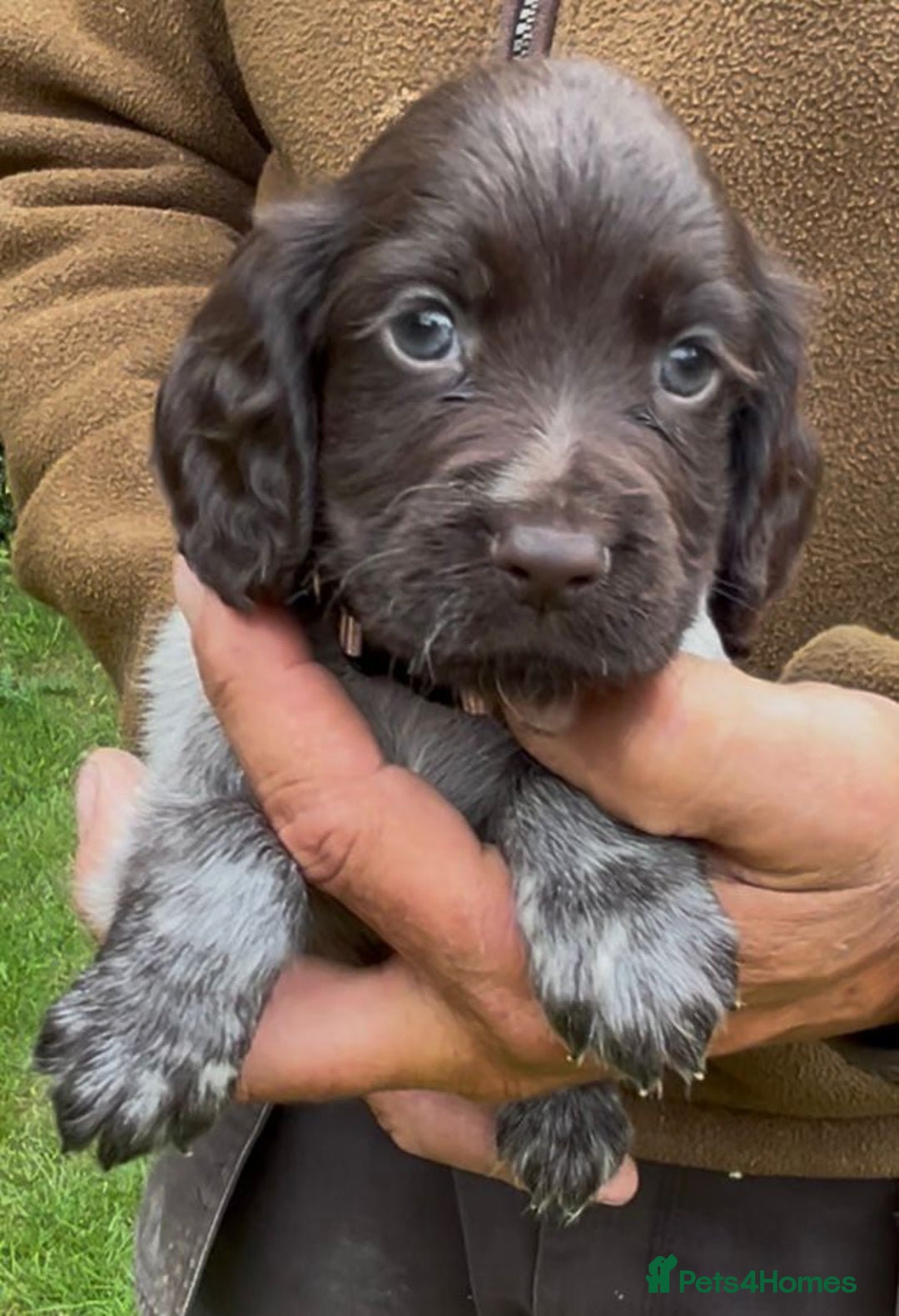 Cocker Spaniel dogs for sale: KC Reg Working Cocker spaniel puppies roan - Image 13
