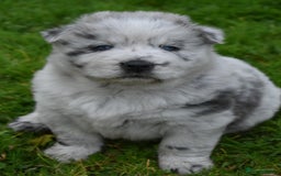 Mixed Breed dogs for sale: Genuine Chowski puppies  - Image 1