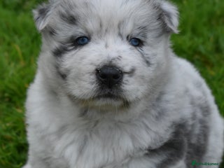 Mixed Breed dogs - Advert 2