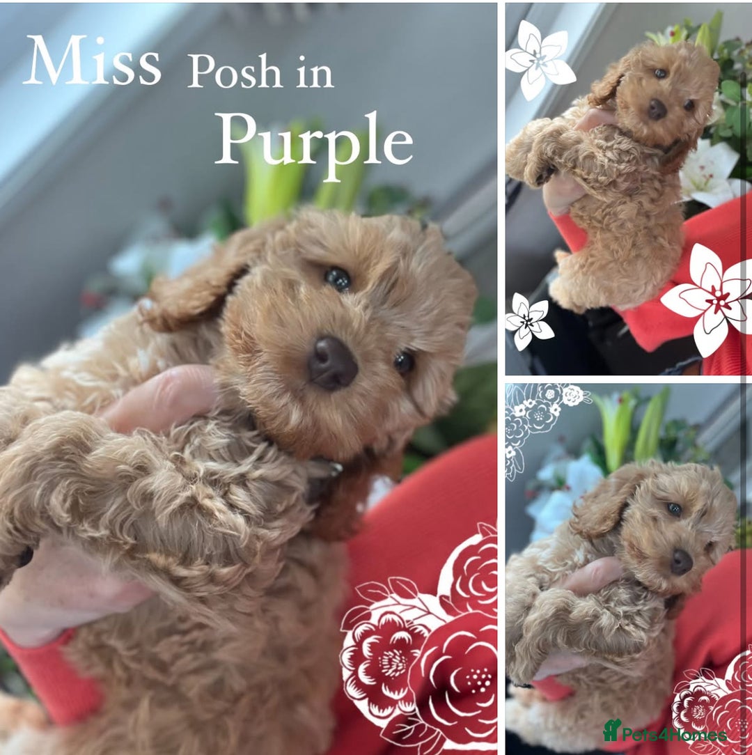 Cockapoo dogs for sale: F1 Cockapoo’s DNA Health Tested Parents - Image 3