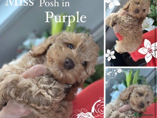 Cockapoo dogs - Advert 33