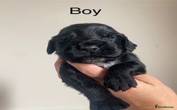 Cocker Spaniel dogs for sale: Cocker spaniel puppies for sale  - Image 11