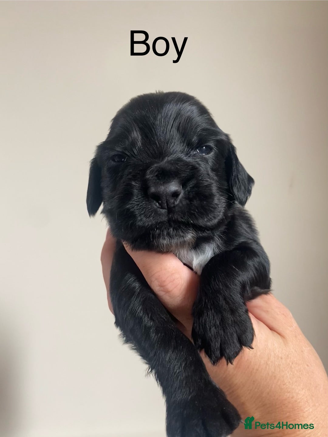 Cocker Spaniel dogs for sale: Cocker spaniel puppies for sale  - Image 11