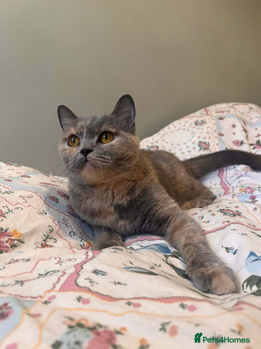 British Shorthair cats for sale: GCCF Registered tortie British Shorthair girl - Advert 3