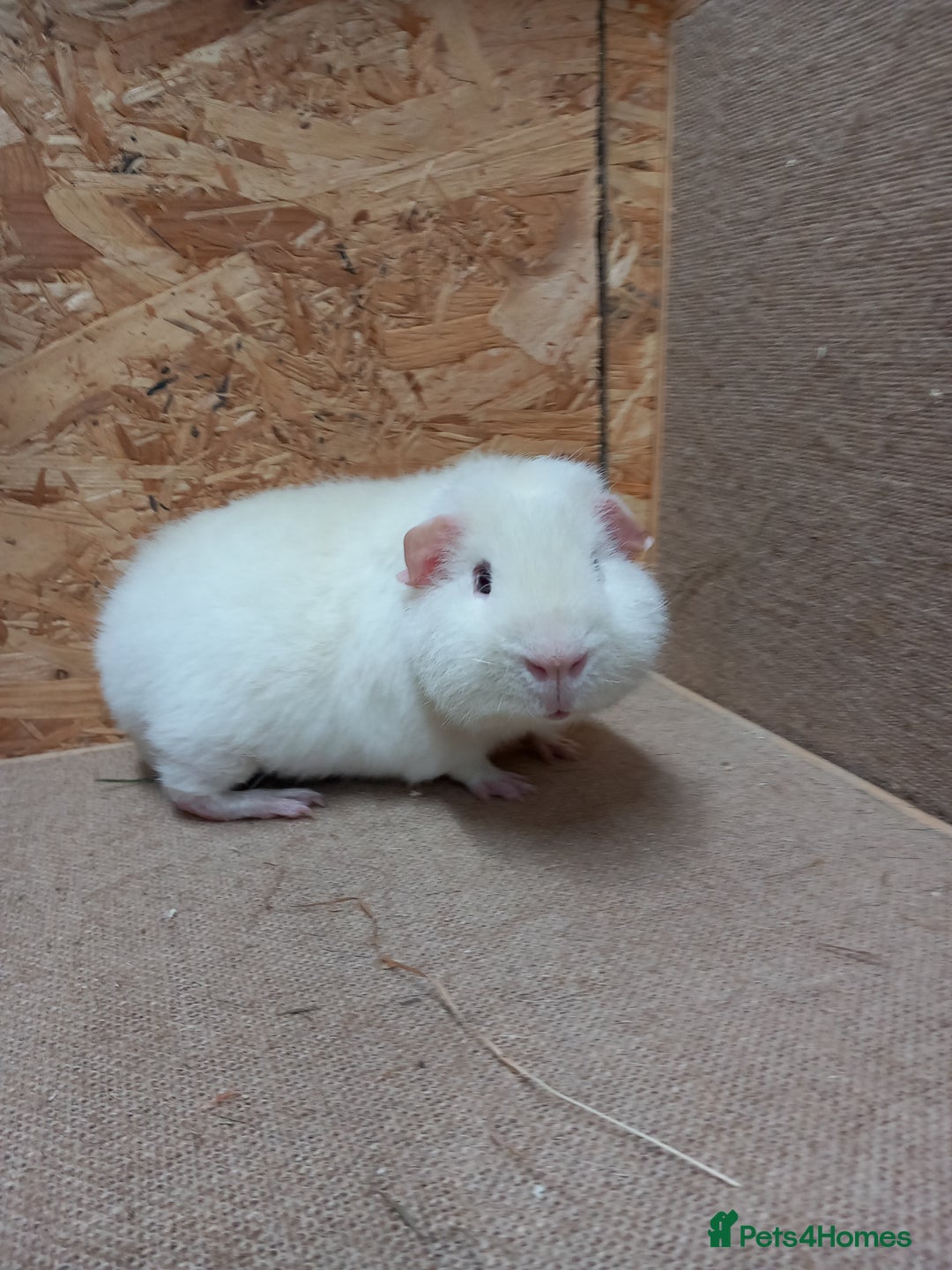 Guinea Pig rodents for sale: Teddy guinea pigs  - Advert 1