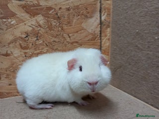 Guinea Pig rodents Teddy guinea pigs - Advert 1