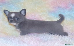 Chihuahua dogs for sale: KC REG HEALTH TESTED CHIHUAHUA BABIES - Image 10