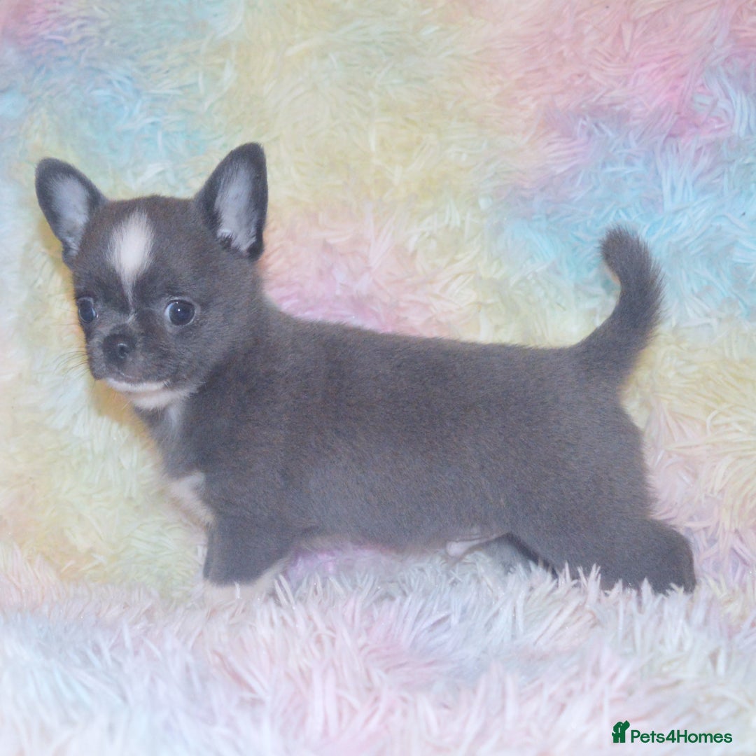 Chihuahua dogs for sale: KC REG HEALTH TESTED CHIHUAHUA BABIES - Image 10