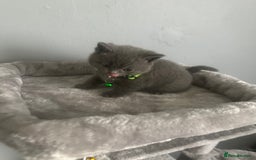 British Shorthair cats for sale: Stunning litter of bsh  - Image 6