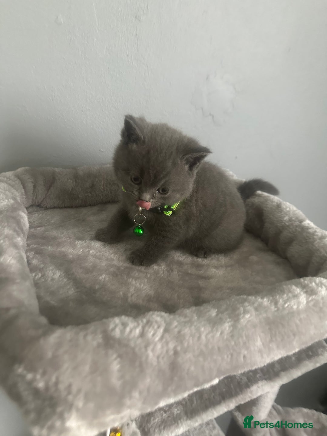 British Shorthair cats for sale: Stunning litter of bsh  - Image 6