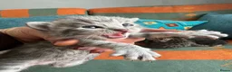 Bengal cats for sale: 3/4 blue bengal  kittens - Advert 15