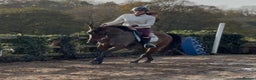 Other Breed horses for sale: Easy Allrounder  - Advert 8