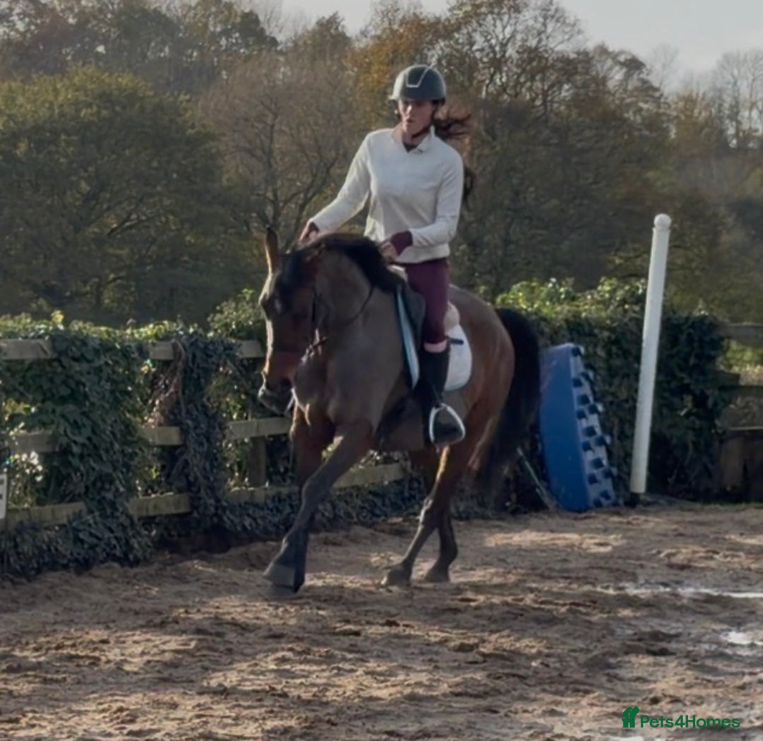 Other Breed horses for sale: Easy Allrounder  - Advert 8