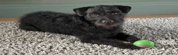 Patterdale Terrier dogs for sale: Patterdale puppies  - Advert 12