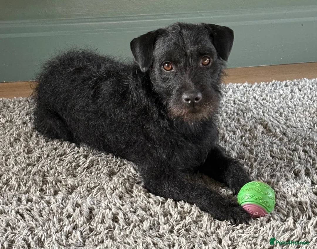 Patterdale Terrier dogs for sale: Patterdale puppies  - Advert 12
