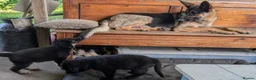 German Shepherd dogs for sale: German Shepherd Puppies For New Forever Home in Bristol - Advert 2