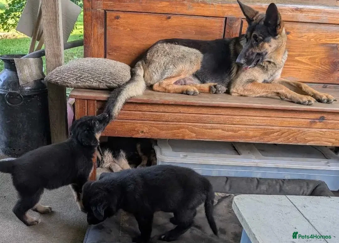 German Shepherd dogs for sale: German Shepherd Puppies For New Forever Home in Bristol - Advert 2