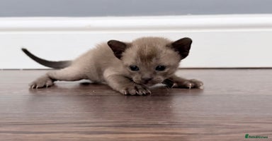 Burmese cats GCCF-Home raised-BurmeseKittens ready end January - Advert 8