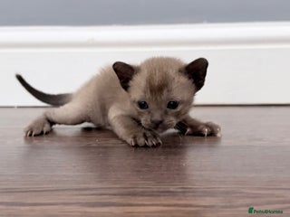 Burmese cats - Advert 2