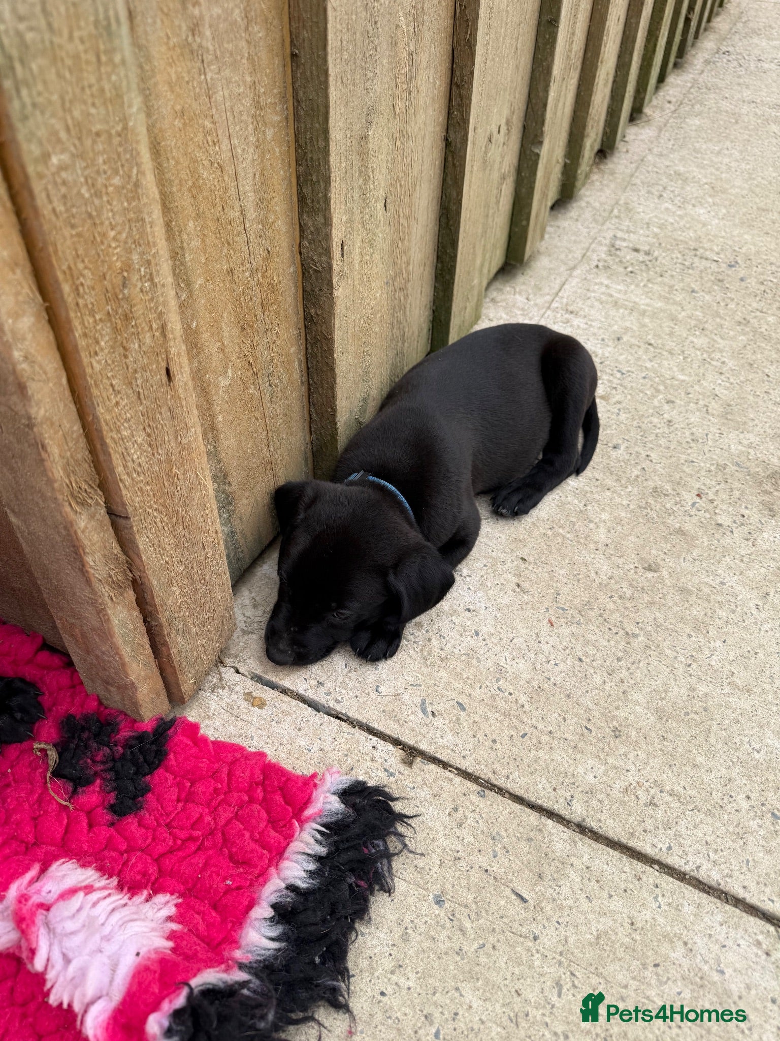 Mixed Breed dogs Adorable Labrador xxx puppies  - Advert 2