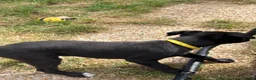 Whippet dogs for sale: Whippet cross  - Advert 8