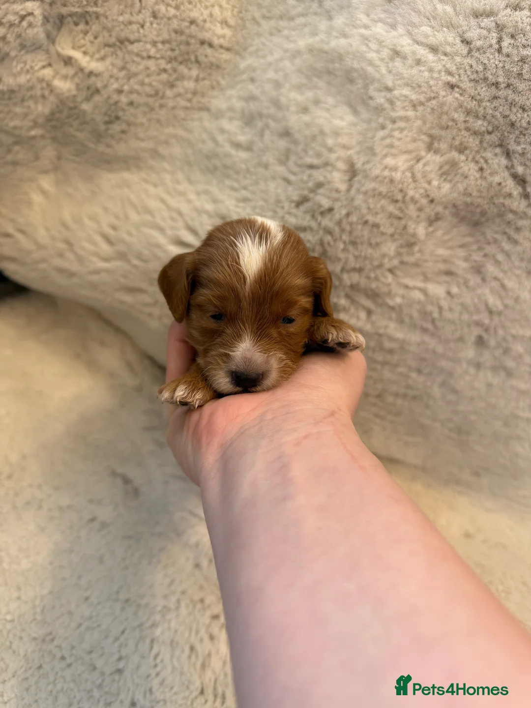 Cockapoo dogs for sale: F1 stunning cockerpoo puppies - Advert 8