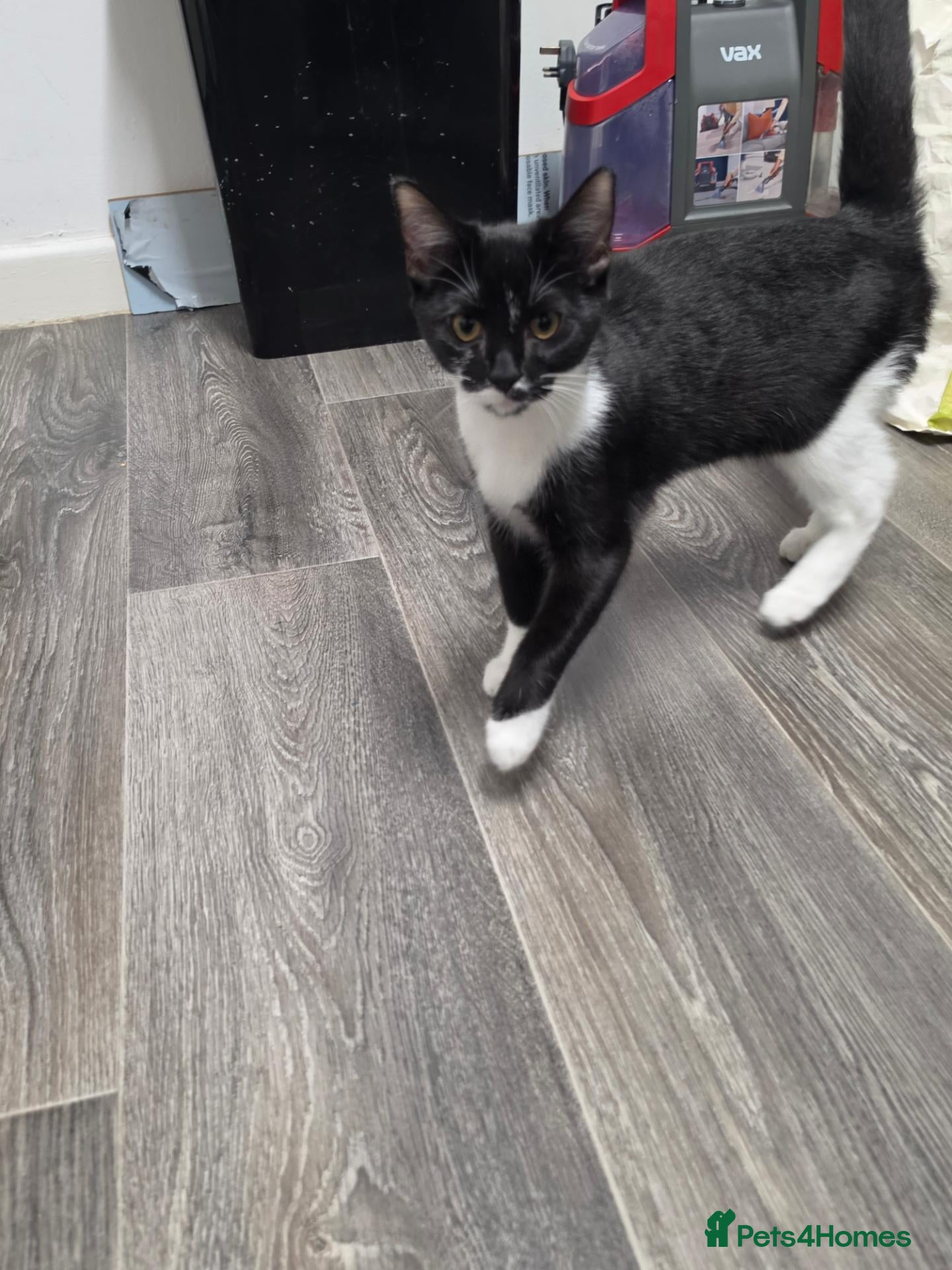 Mixed Breed cats 5 Month Old Tuxedo Kitten - Advert 1
