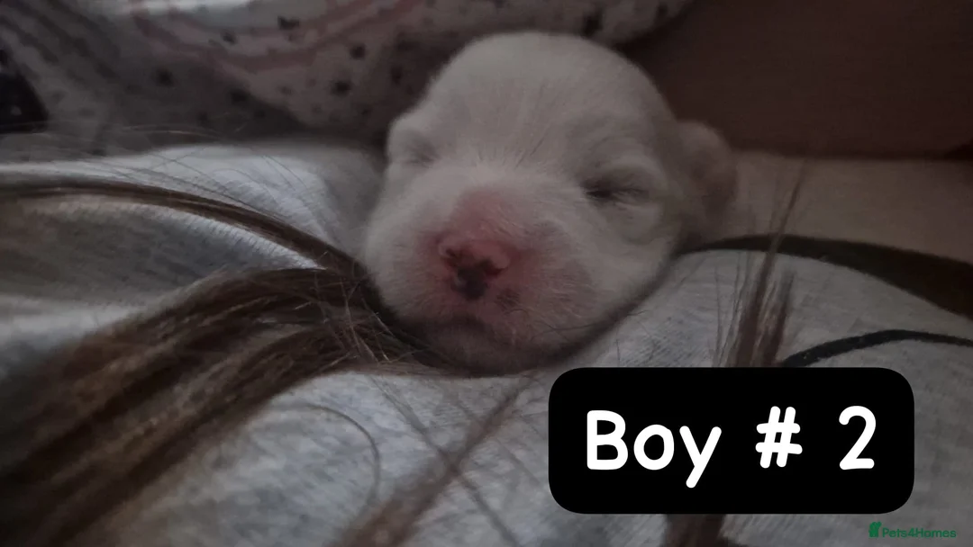 Bichon Frise dogs for sale: 3 bichions for sale - Advert 9