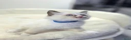 Ragdoll cats for sale: GCCF Ragdoll Sealpoint Mitted kitten - Advert 34