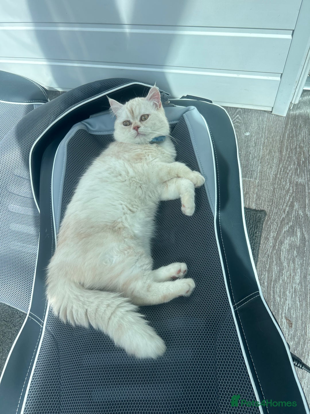 Persian cats for sale: Beautiful Persian for sale  - Advert 4