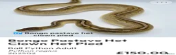 Python Snake reptiles for sale:  Various ball pythons  - Advert 4