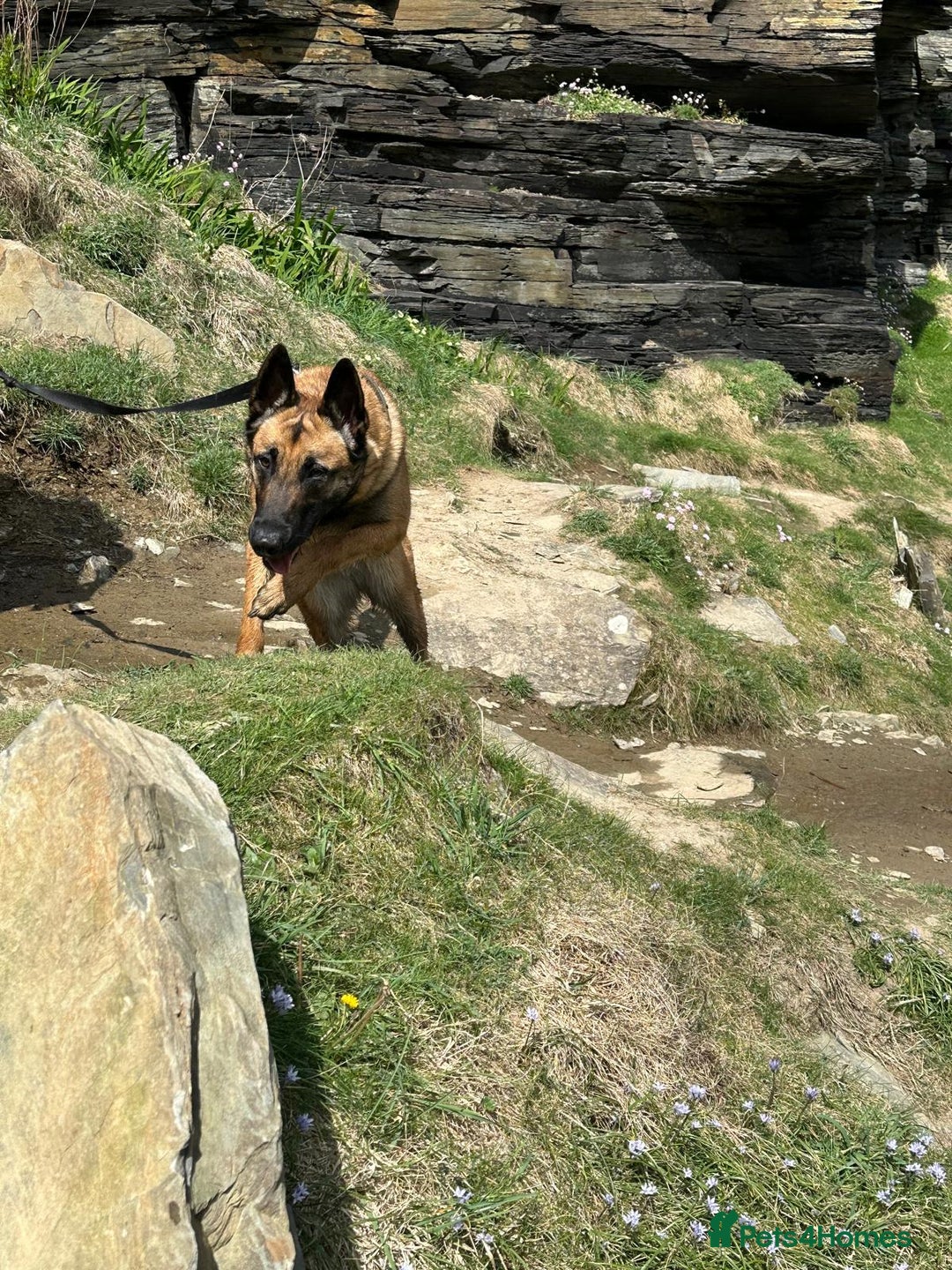 Belgian Shepherd Dog dogs for sale: Belgian Malinois is due before 5th of January - Advert 4