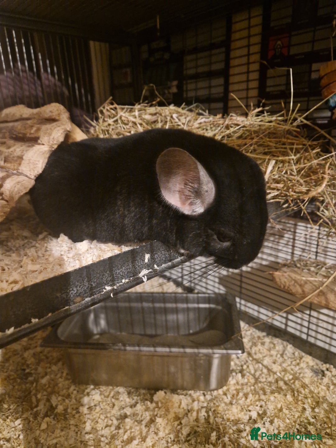 Chinchilla rodents for sale: 2 female chinchillas - Advert 2