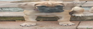 Great Dane 1