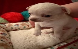 Chihuahua dogs for sale: Tiny apple head chihuahuas - Image 23