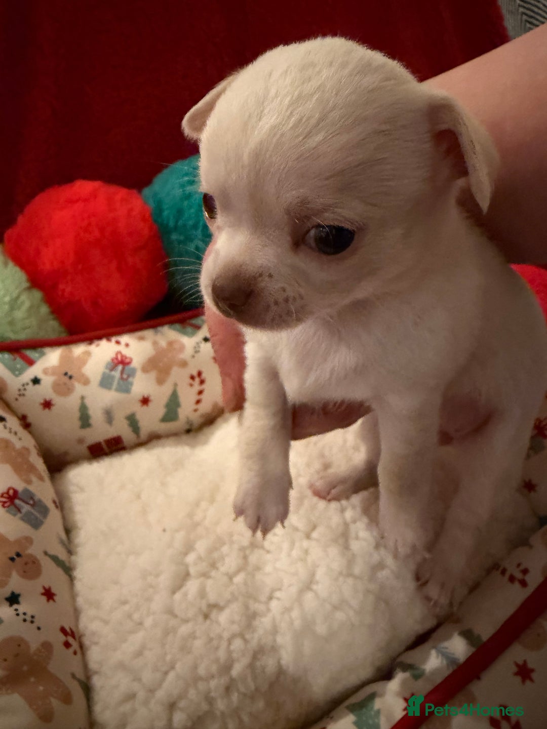 Chihuahua dogs for sale: Tiny apple head chihuahuas - Image 23