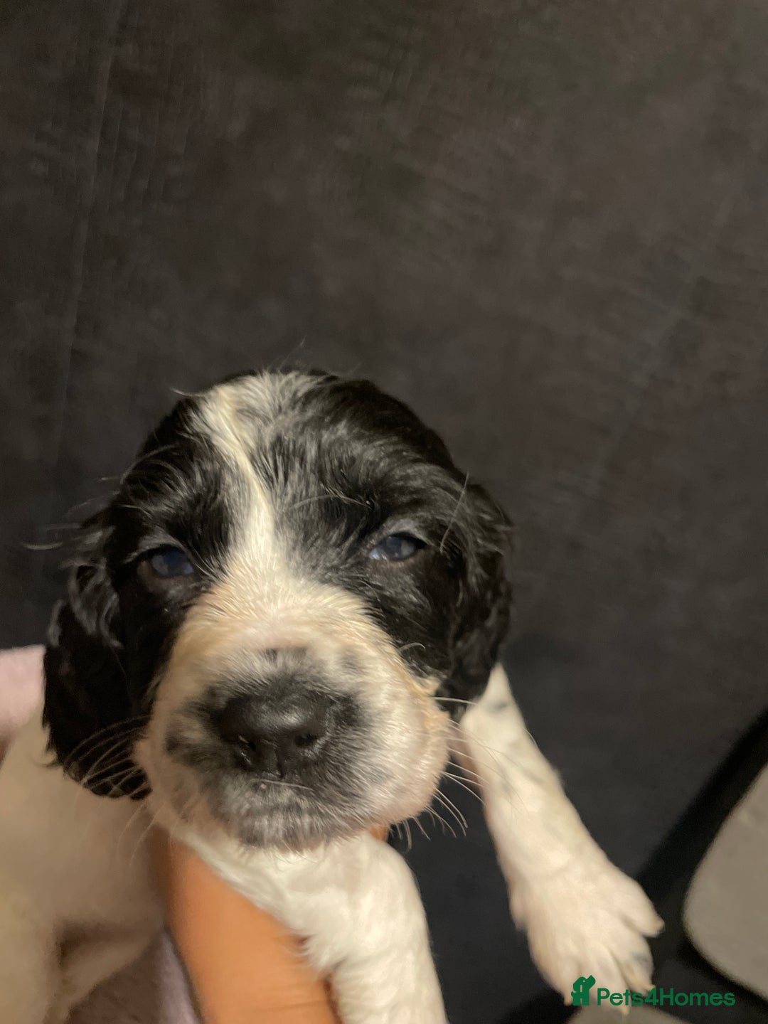 Cocker Spaniel dogs for sale: Stunning cocker spaniel puppies  - Image 11