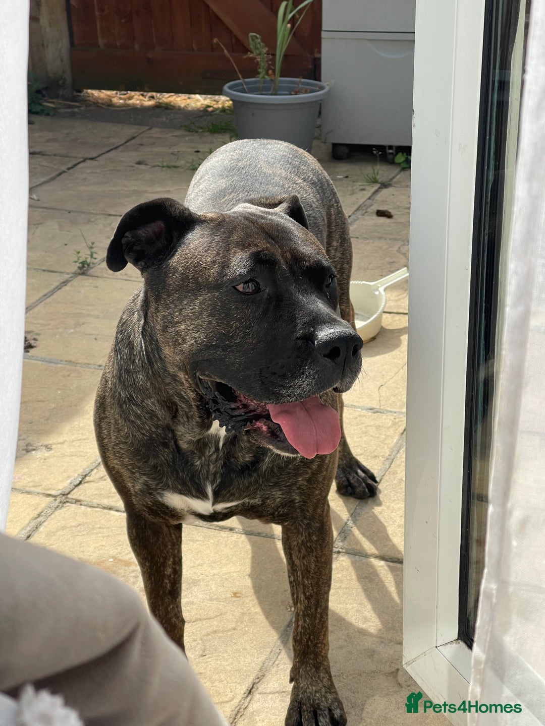 Presa Canario dogs for sale: 5 year old female presa canario  - Image 2