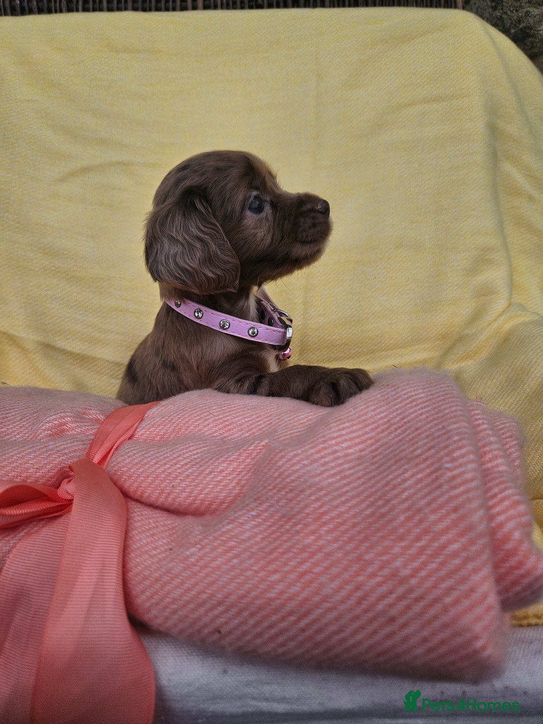 Cocker Spaniel dogs for sale: 6 week old Working Type Cocker Spaniels - Image 8