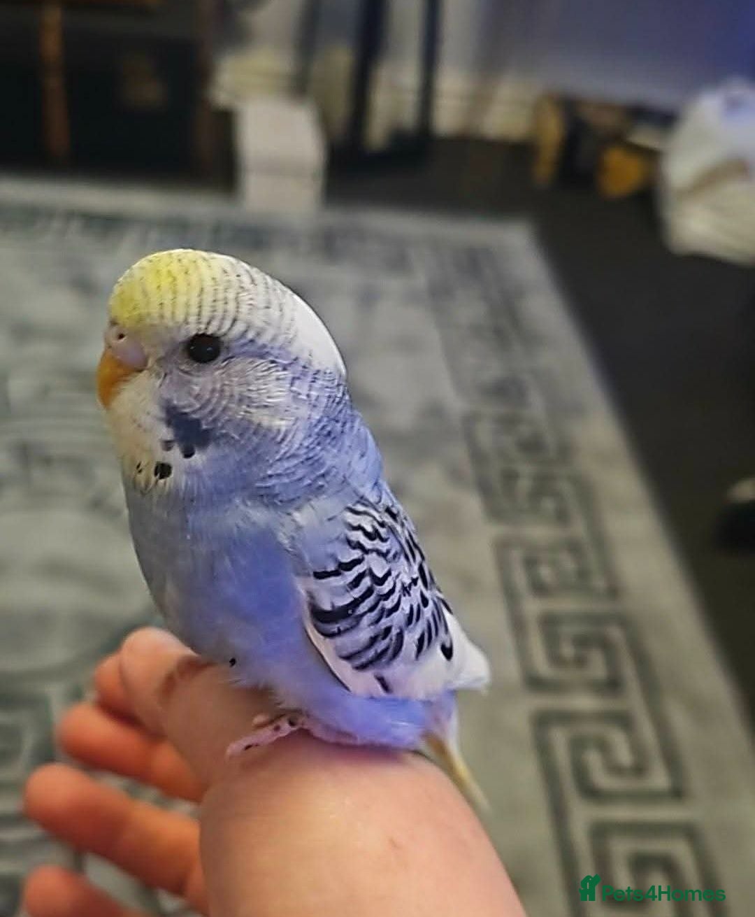 Budgerigars birds 2x Budgies and Cage FREE  - Advert 1