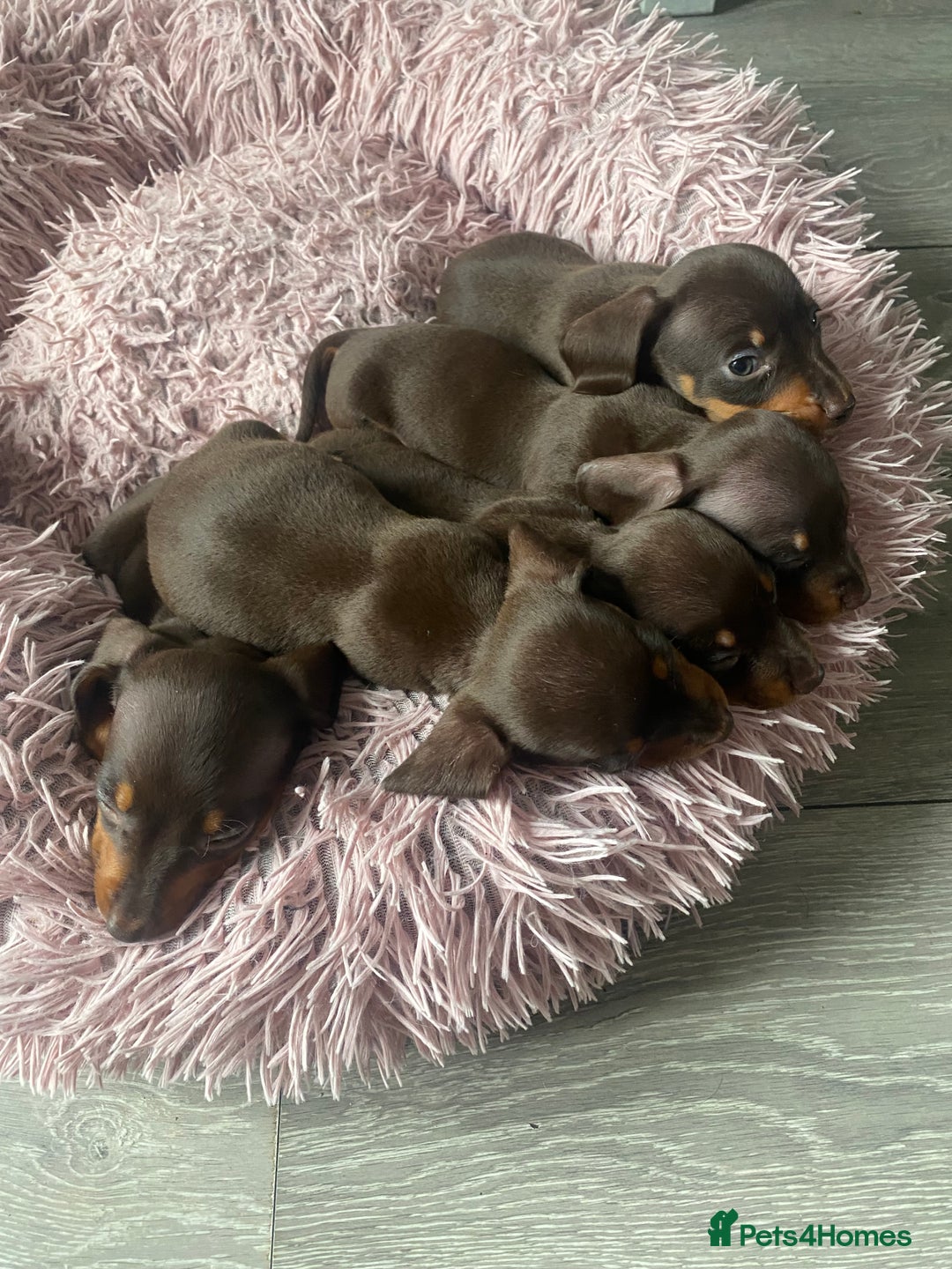 Dachshund dogs for sale: Minature dashounds boys  - Image 6