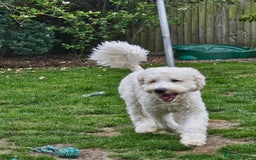Double Doodle dogs for sale: FANTASTIC FOUR YORKSHIRE LADS  - Image 3