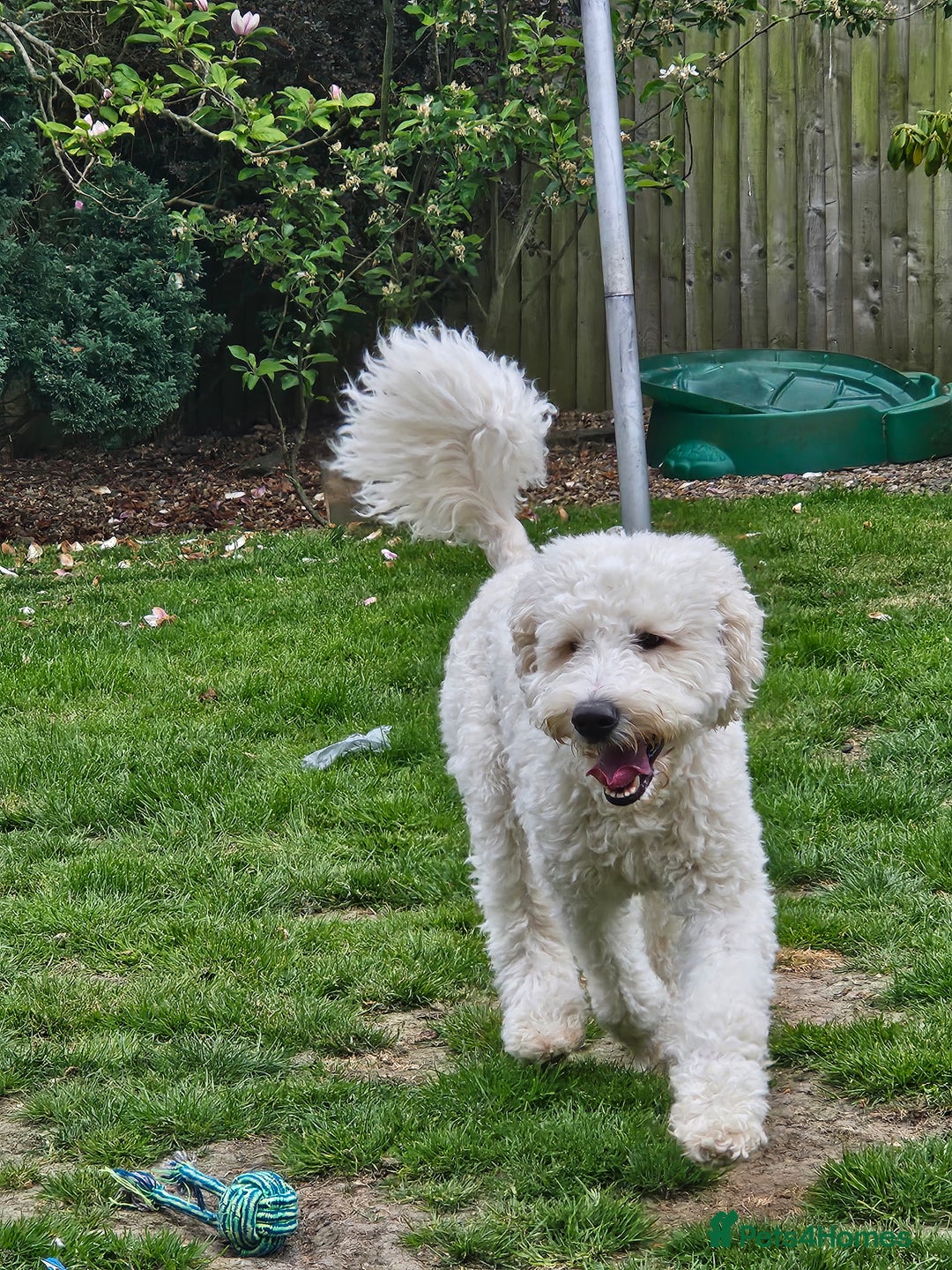 Double Doodle dogs for sale: FANTASTIC FOUR YORKSHIRE LADS  - Image 3