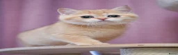 Scottish Fold cats for sale: Scottish fold and straight girls - Advert 14