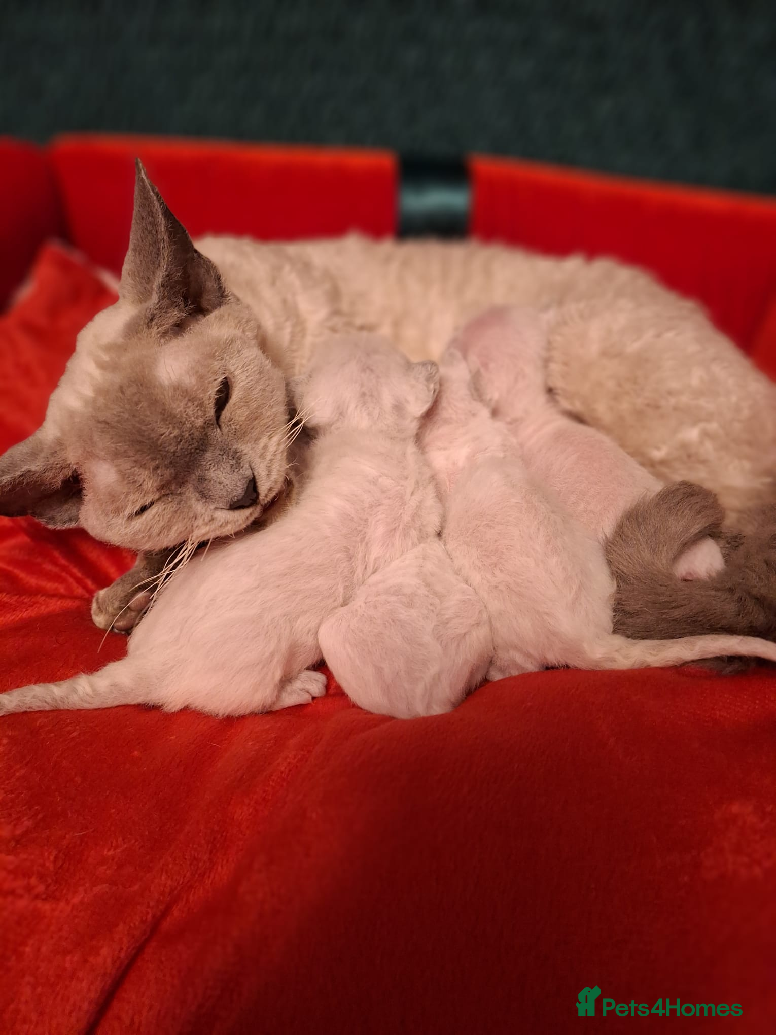 Devon Rex cats 🌸 Wonderful Devon Rex Kittens  🌸 - Advert 1