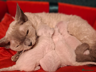 Devon Rex cats 🌸 Wonderful Devon Rex Kittens 🌸 - Advert 1