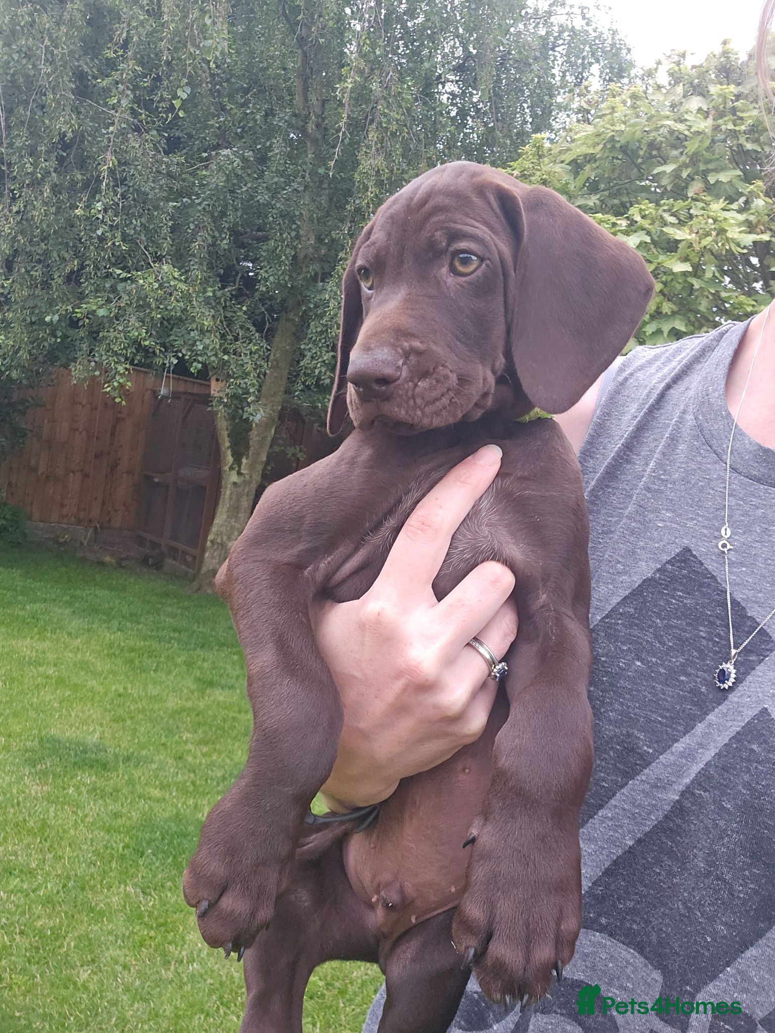 German Shorthaired Pointer dogs Stunning GSP ❤️ - Advert 1
